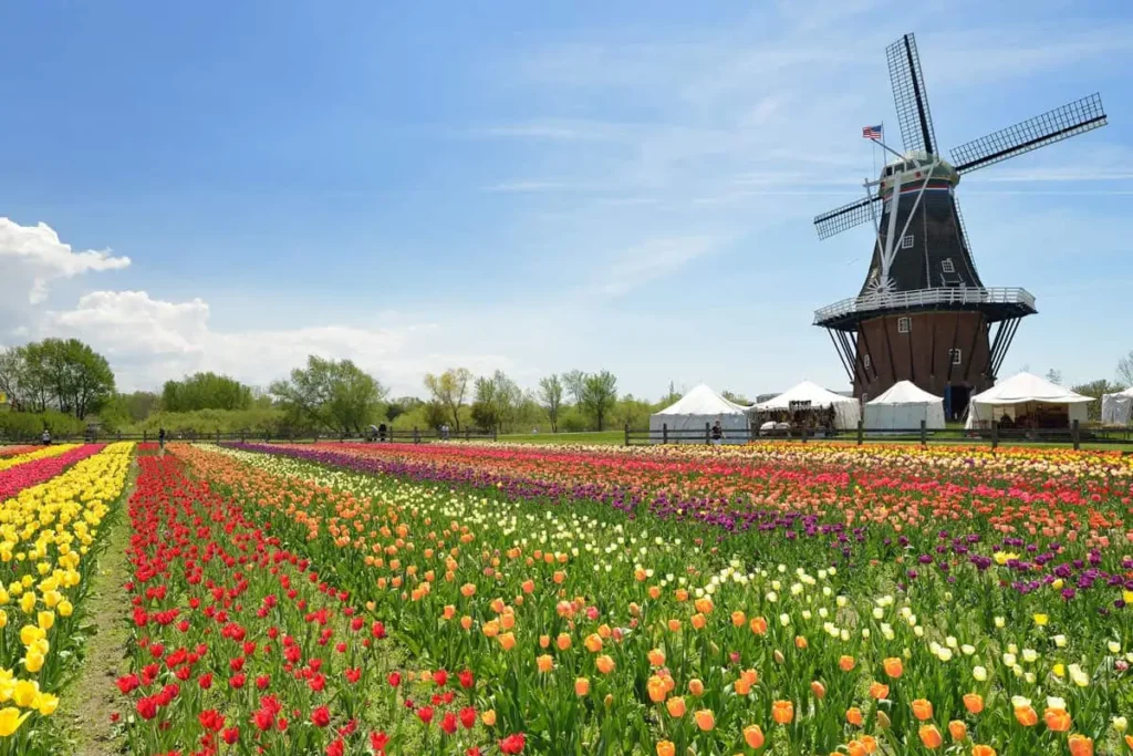 Dutch-Windmill-in-a-Holland-Michigan-tulip-field