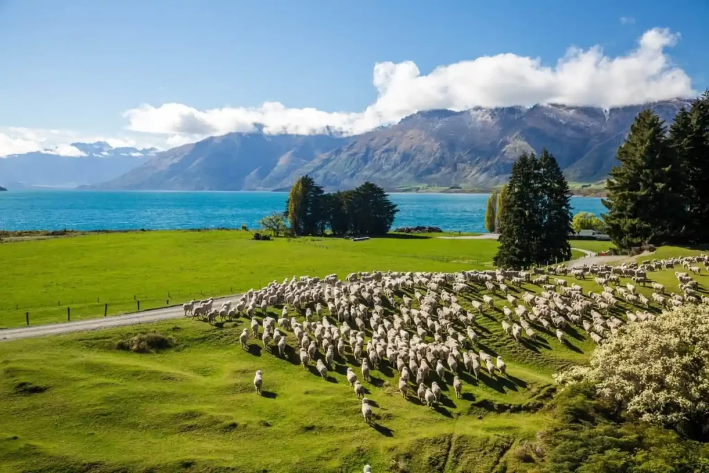 New Zealand