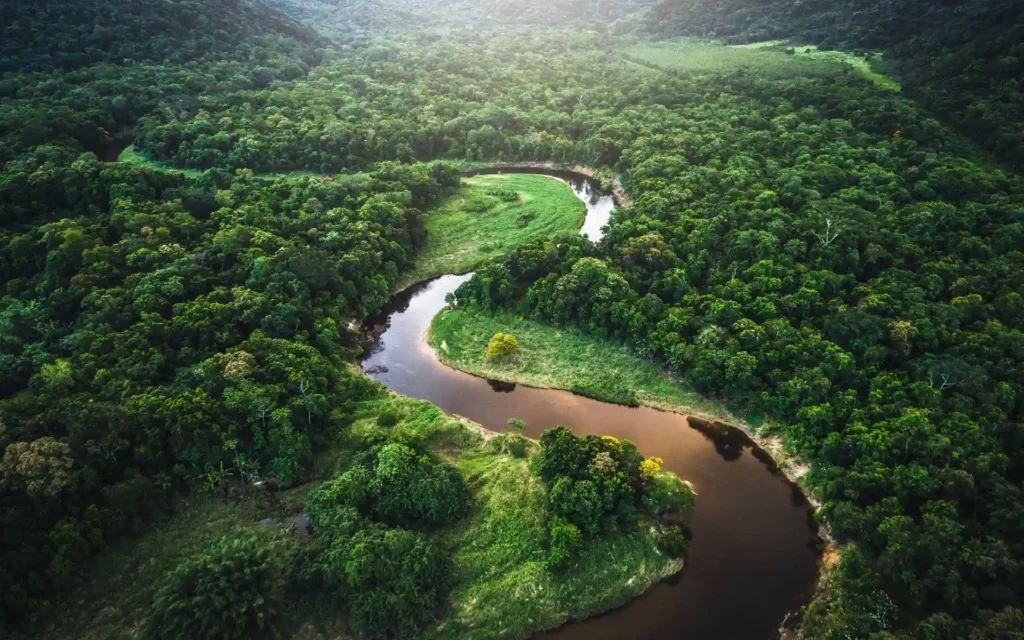 Amazon Rainforest