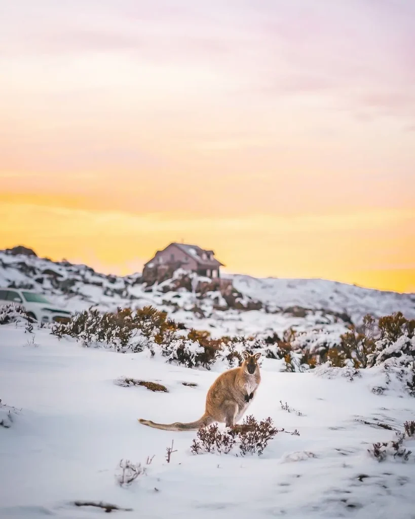 Wildlife Australia