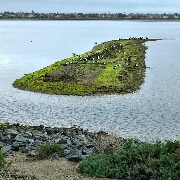 Bolsa Chica Ecological Reserve