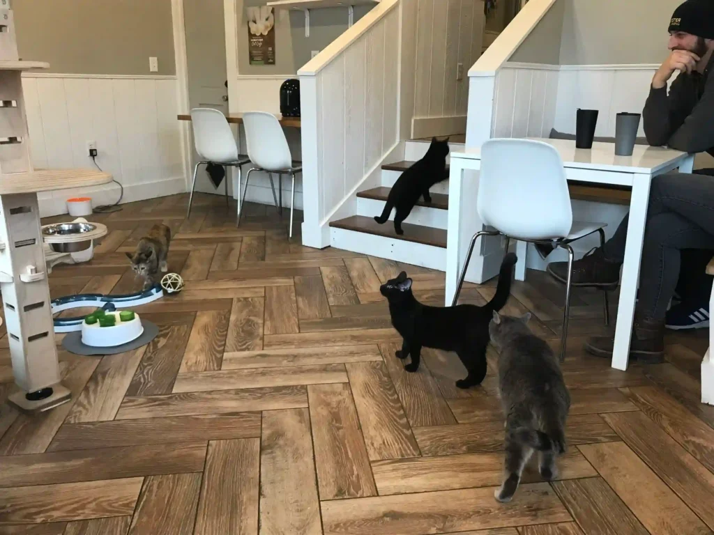 Cat Cafe