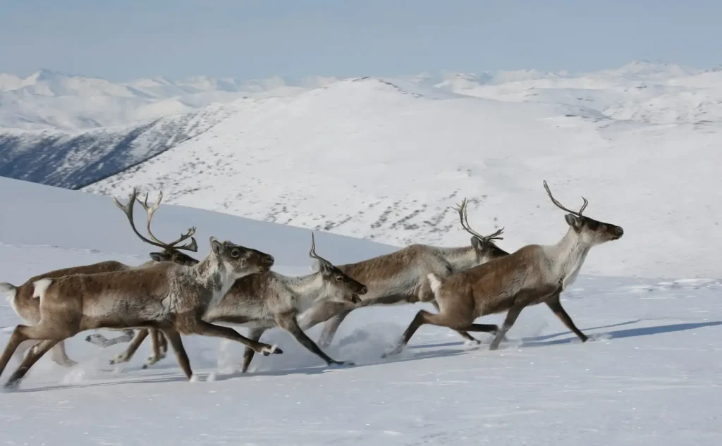 Caribou Maine